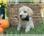 Small Photo #16 Goldendoodle Puppy For Sale in PAULINE, SC, USA