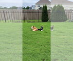 Small #2 German Shepherd Dog