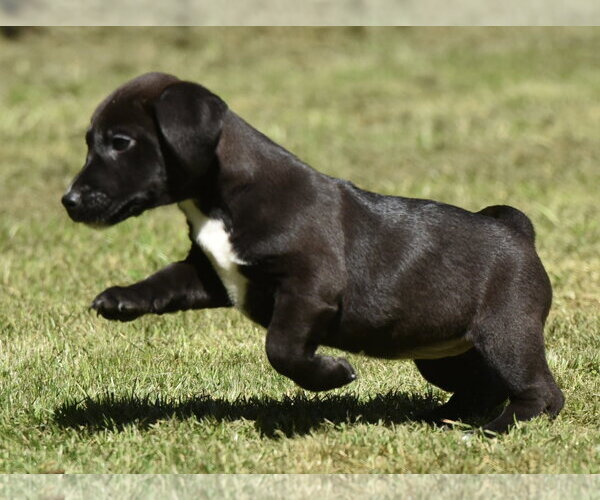Medium Photo #6 Dachsador Puppy For Sale in Mechanicsburg, PA, USA