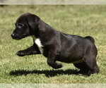 Small #5 Dachsador