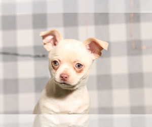 Chihuahua Puppy for sale in MARIETTA, GA, USA