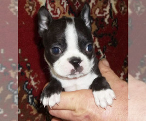 Boston Terrier Puppy for sale in MULINO, OR, USA