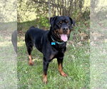 Small #3 Rottweiler