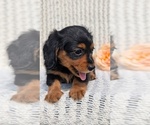 Small Photo #52 Dachshund Puppy For Sale in GOSHEN, IN, USA