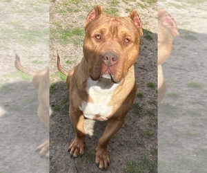 Father of the American Bully puppies born on 01/17/2025
