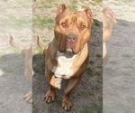 Small Photo #1 American Bully Puppy For Sale in GREENVILLE, NC, USA