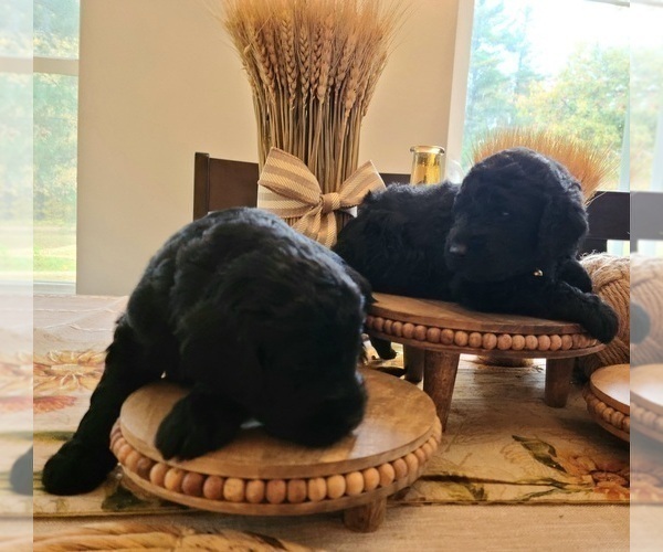 Medium Photo #8 Goldendoodle Puppy For Sale in WHITE CLOUD, MI, USA