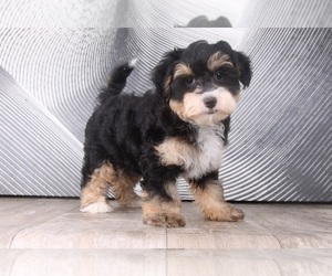 Bernedoodle (Miniature) Puppy for sale in WESTPOINT, IN, USA