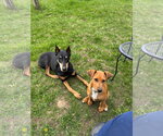 Small #1 Doberman Pinscher Mix