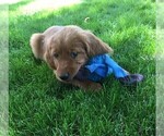 Small Photo #5 Irish Doodle Puppy For Sale in NAMPA, ID, USA
