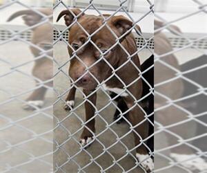 Mutt Dogs for adoption in Temple, TX, USA