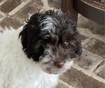 Small #1 Cock-A-Poo-Cockapoo Mix