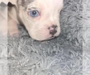 Medium Olde English Bulldogge