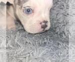 Puppy 2 Olde English Bulldogge