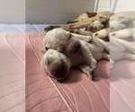 Small Photo #14 Labrador Retriever Puppy For Sale in CARMICHAEL, CA, USA