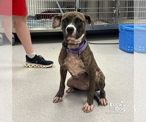 Medium Boxer Mix