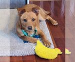 Small #3 Carolina Dog-Labrador Retriever Mix