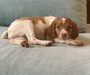 Brittany Puppy for sale in BRANDENBURG, KY, USA