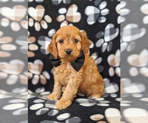 Cock-A-Poo Puppy for sale in NOTTINGHAM, PA, USA