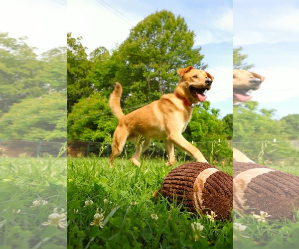 Medium Photo #6 Golden Retriever-Unknown Mix Puppy For Sale in Rustburg, VA, USA