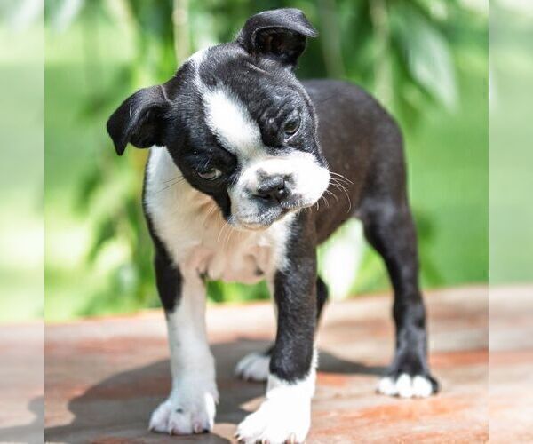 Medium Photo #4 Boston Terrier Puppy For Sale in MANHEIM, PA, USA