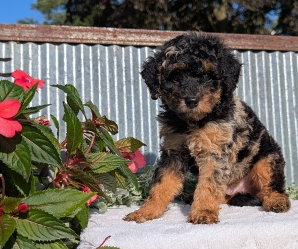 Medium Photo #1 Poodle (Toy) Puppy For Sale in GOSHEN, IN, USA