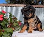 Puppy Cash Poodle (Toy)