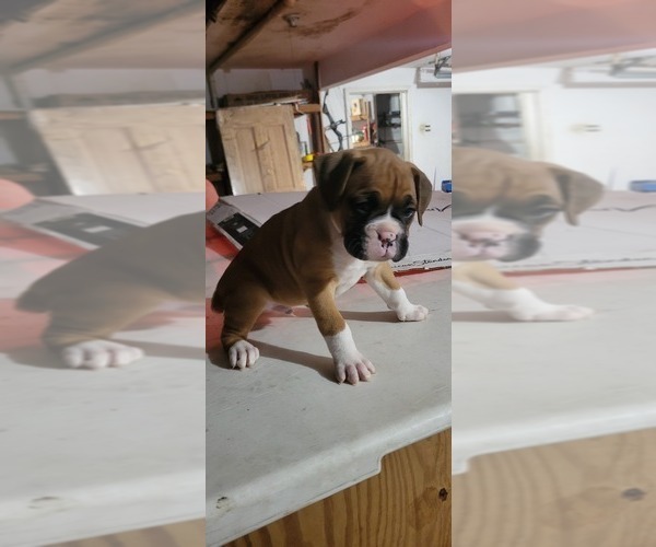 Medium Photo #8 Boxer Puppy For Sale in STAFFORD, CT, USA