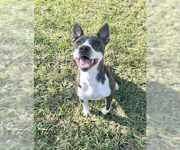 Medium Photo #1 American Pit Bull Terrier-Unknown Mix Puppy For Sale in Tavares, FL, USA