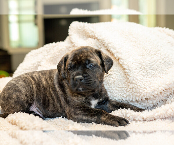 Medium Photo #5 Mastiff Puppy For Sale in WOODSTOCK, GA, USA