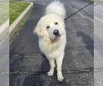 Small #1 Great Pyrenees
