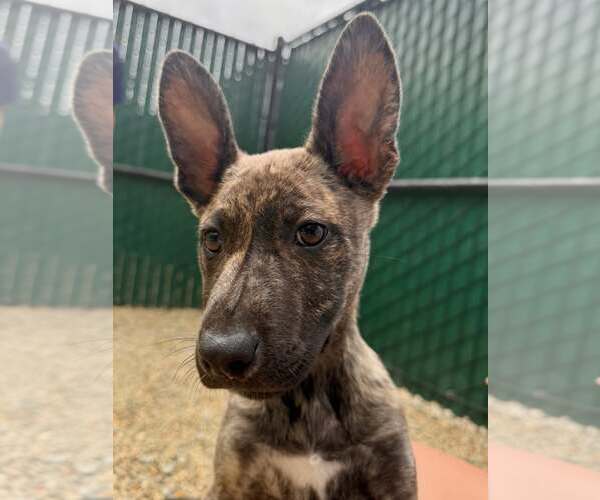 Medium Photo #2 Pharaoh Hound-Unknown Mix Puppy For Sale in Hilton Head, SC, USA