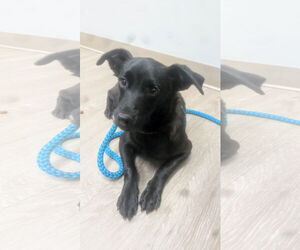 Medium Chihuahua Mix