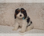 Small #14 Cavapoo