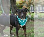 Small #6 Rottweiler Mix