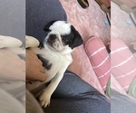 Puppy Charles Pug