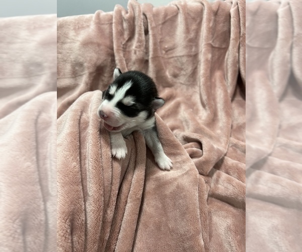 Medium Photo #5 Siberian Husky Puppy For Sale in BUTLER, NJ, USA