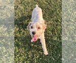 Small #2 Poodle (Miniature) Mix