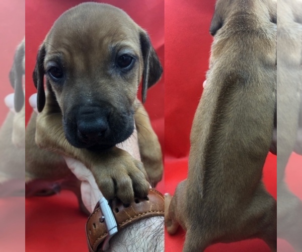 Medium Photo #1 Rhodesian Ridgeback Puppy For Sale in LANDRUM, SC, USA