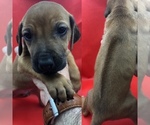 Small Photo #1 Rhodesian Ridgeback Puppy For Sale in LANDRUM, SC, USA