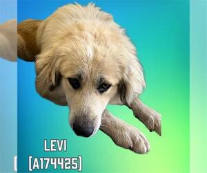 Great Pyrenees Dogs for adoption in Tulsa, OK, USA