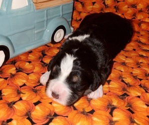 Bernedoodle Puppy for Sale in TAYLORSVILLE, North Carolina USA