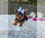 Small #2 Yorkshire Terrier