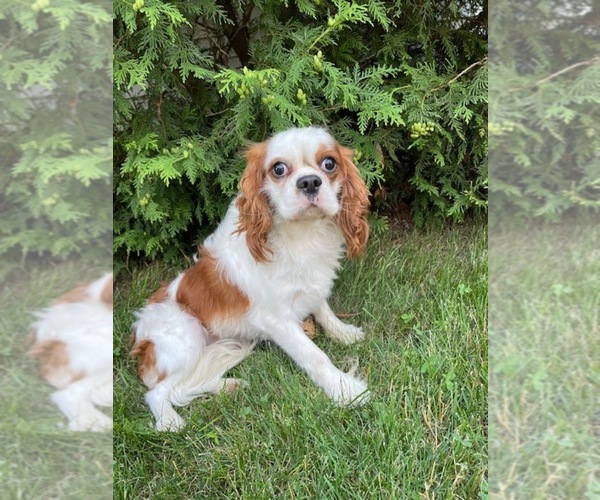 Medium Photo #1 Cavapoo (Miniature) Puppy For Sale in MIDDLEBURY, IN, USA