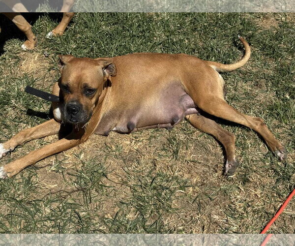 Medium Photo #24 Boxer Puppy For Sale in Burnsville, MN, USA