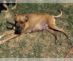 Small #23 Boxer