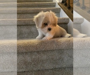 Lhasa Apso Puppy for sale in MORRISVILLE, NC, USA