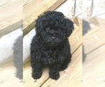 Small Photo #2 Maltipoo Puppy For Sale in CANTON, GA, USA