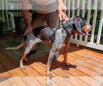Small Bluetick Coonhound Mix