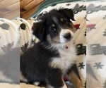Small Photo #7 Australian Shepherd Puppy For Sale in EXETER, MO, USA